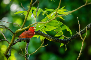 summer tanager on a branch