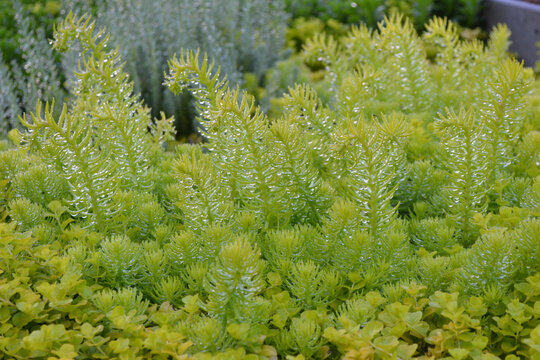 Lime Green Stonecrop Groundcover Garden Plant Sedum Angelina