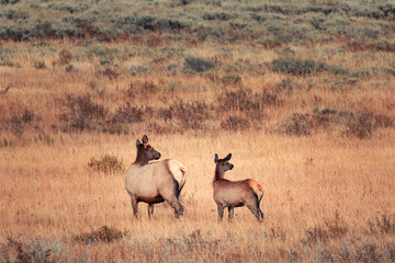 Rehe - Mutter mit Kind im Yellowstone