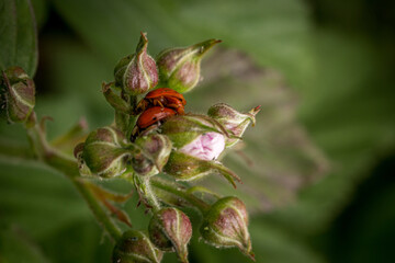 Ladybugs having sex on the blackberry flowering and ovary in spring in the garden