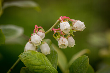 Blueberry flowering and ovary in spring in the garden
