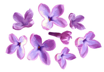 Fototapeta na wymiar Lilac flower isolated on white background. Violet bloom and flower bud. Vector illustration. 