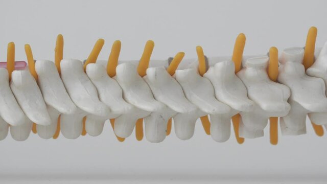 Mock up human spine on a white background. The concept of segments and divisions of the spine, the structure and anatomy of the bone marrow, nerves and vertebrae