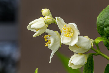 Fototapeta na wymiar Flowers on a young jasmine bush in late spring in the garden