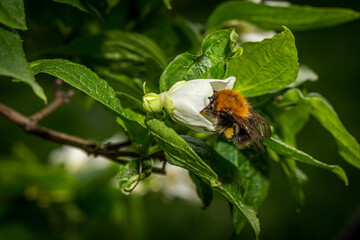 Bumblebee on the flowers on a young jasmine bush in late spring in the garden