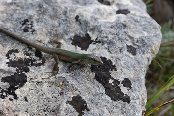 Lizard on the rock