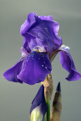 Purple iris flower