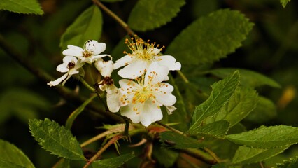Beautiful white and yellow flowers 