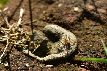 Spiders looking for food