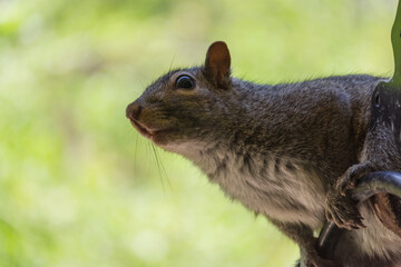 Close up view of a gray squirrel perched on a shepherds hook.  Background blurred.