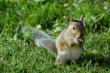 Naklejka na ściany i meble A cute North American Eastern Grey Squirrel Sciurus carolinensis standing upright holding and eating a nut on a ragged lawn on a sunny day.