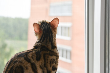 A beautiful and graceful Bengal cat sits on the windowsill and looks out the window. A purebred...