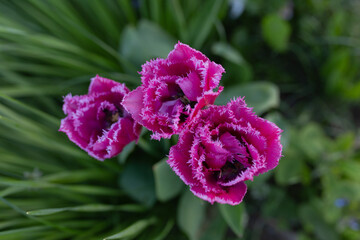 Bright tulip flowers on a background of green grass