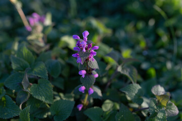 bright purple flower on green meadow
