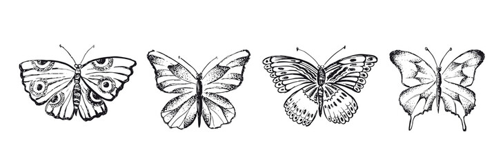 Butterfly hand drawn vector illustrations.