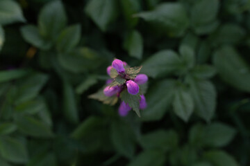 bright purple flower on green meadow