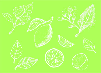 pattern with lemons for fabric and paper