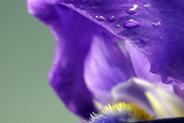 Raindrops on a purple iris petal - obrazy, fototapety, plakaty