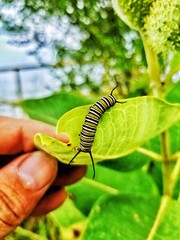 caterpillar on a leaf