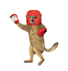 The beige dog athlete with a golden first place medal dressed a red boxing uniform. White background. Isolated.