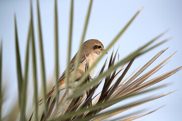 Isabelline Shrike perched on a palm tree