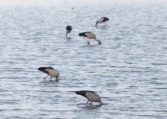 Open-billed stork bird spotted fishing in the neck-deep shimmering blue water at Kaziranga National Park, Assam, Northeast, India