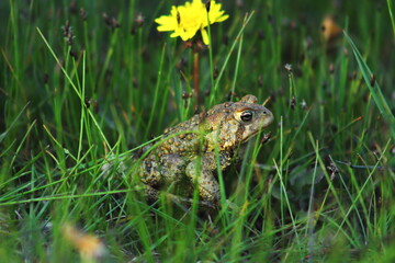 Toad in the grass near a dandelion