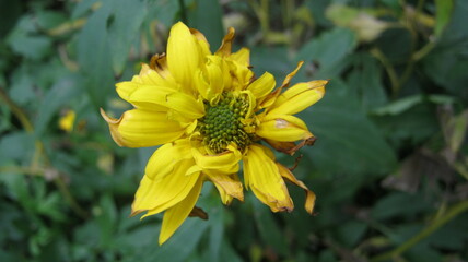 yellow flower