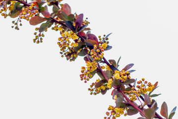 A shrub with beautiful yellow flowers. The flowering tree.