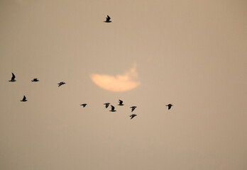 Black-headed gulls and sunin the morning at Asker coast, Bahrain