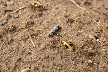 Sprouts of six small pea plants isolated on the ground. The seeds of the small plants to bloom create a diagonal line through the center. Space to write in.