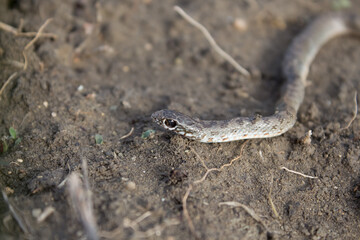 A snake creeps around the garden, curled up in a circle and looks at the camera. Pattern on body of snake, eye of snake