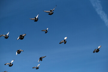 Flock of birds swarming on blue sky.