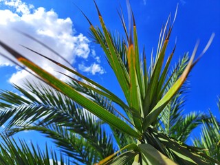 Palm tree with blue sky in desert of Algeria