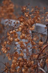 autumn leaves in the sun