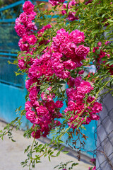 Fototapeta na wymiar little red roses,lush branches of a red rose hang on the fence