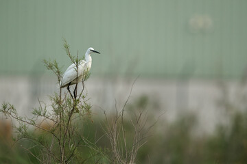 Little Egret perched on a bush at Asker Marsh, Bahrain