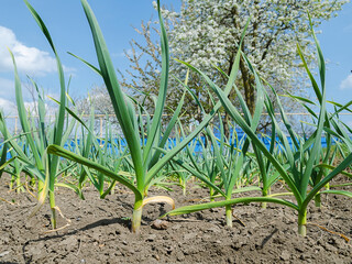 Fototapeta premium onion garden
