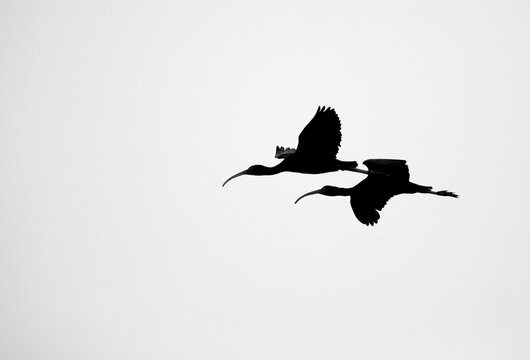 Silhouette of Glossy Ibis flying, Bahrain