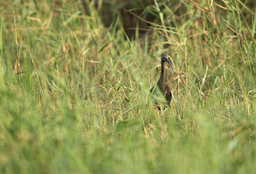 Glossy Ibis at Asker marsh, Bahrain
