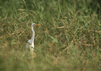 Great Egret at Asker Marsh, Bahrain