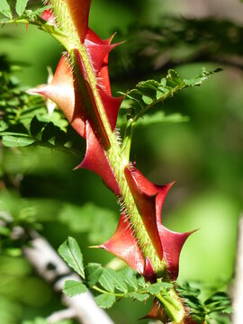 Spines of omeiensis pteracantha roses, Rosaceae family