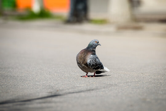 Pigeon in an urban environment-animals in the city