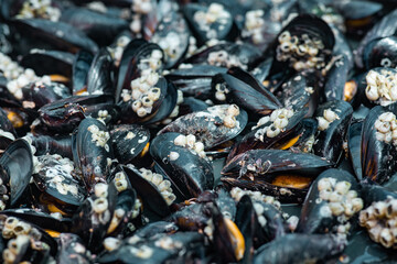background of cooked sea mussels