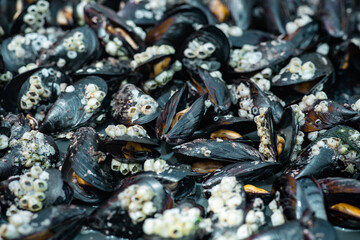background of cooked sea mussels