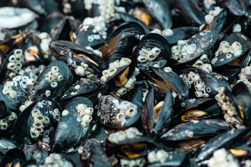 background of cooked sea mussels