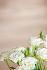 White sweet roses in soft light on a beige background
