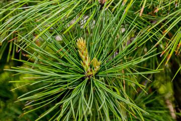 Long needles on a cedar branch