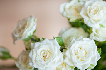 White sweet roses in soft light on a beige background