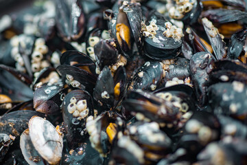 background of cooked sea mussels